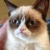 grumpycat